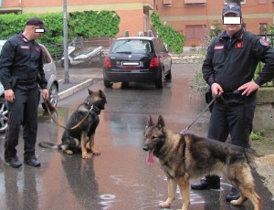 Unità cinofile dei Carabinieri