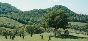 frame_alberi3